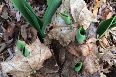 Life will find a way