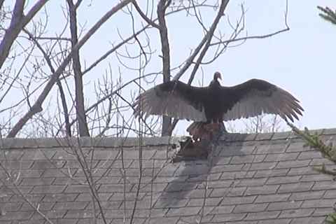Turkey vulture's horaltic pose