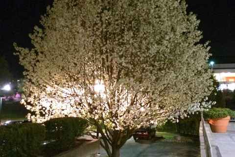RPI blooming tree