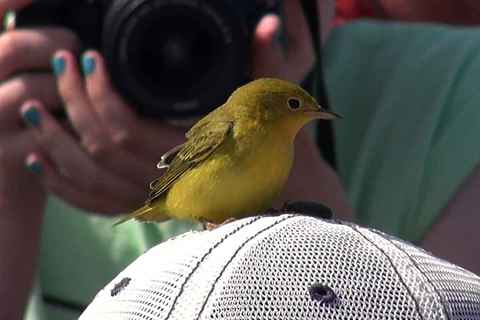 Warbler steals the show