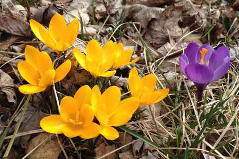 Crocuses March '12