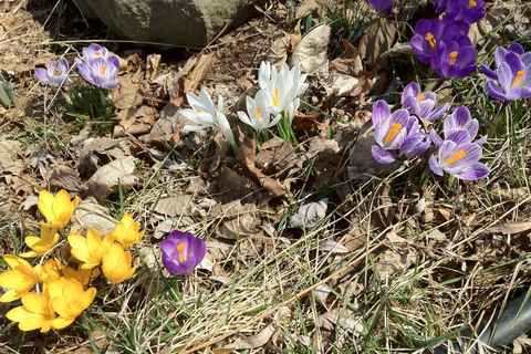 More crocuses March '12
