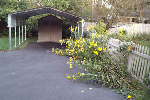 Long day for long flowers Sep '12