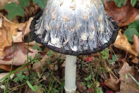 Cool mushroom