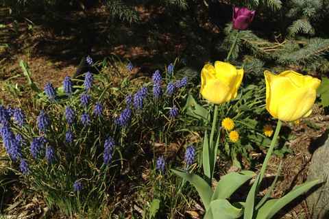 Tulips and Grape Hyacinths May '13