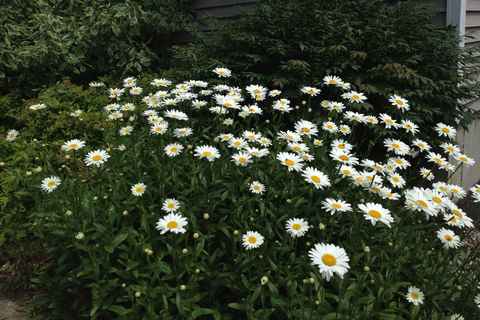 Daisies in front yard July '13