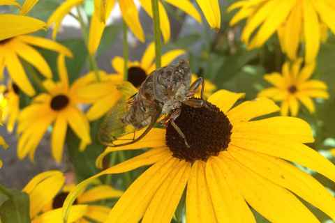 Cicada visiting my backyard
