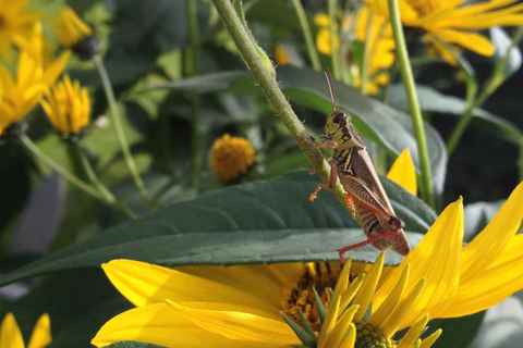 Grasshopper on the backyard flowers Sep '13
