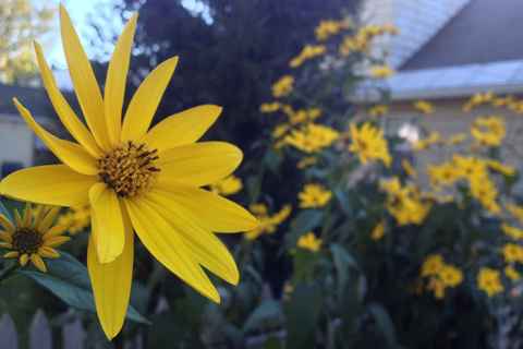 Sunroot in my backyard Sep '13