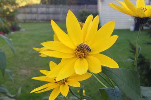 Bee helping himself to some pollen Sep '13