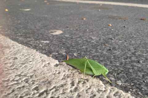 Katydid at the Gazette