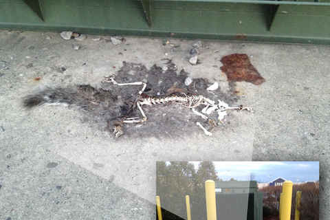 Dead squirrel in Mohawk Commons