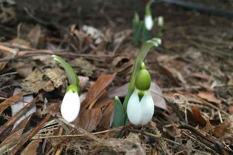 Snowdrops in front yard