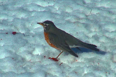 February robin
