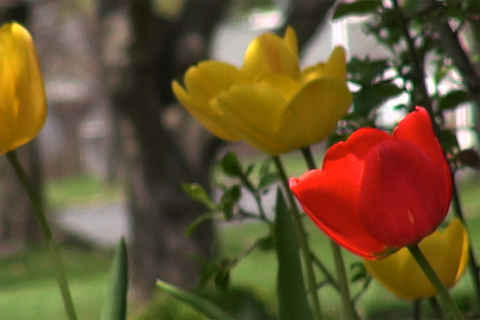 Tulips blowing in the breeze