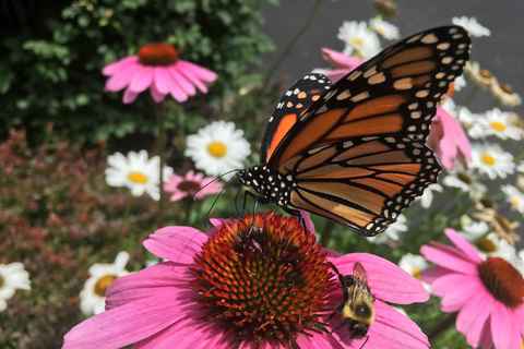 The Monarch and the Bumblebee