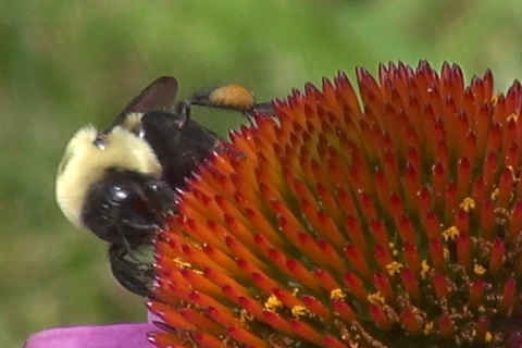 Bumblebees in front yard