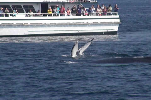 Gloucester whale watching 2014